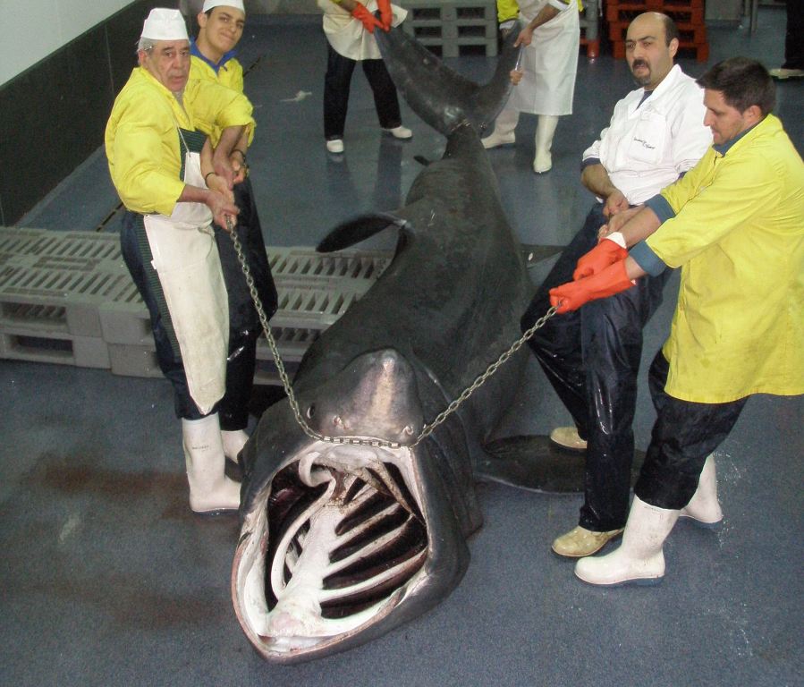 Las aventuras de la pesca